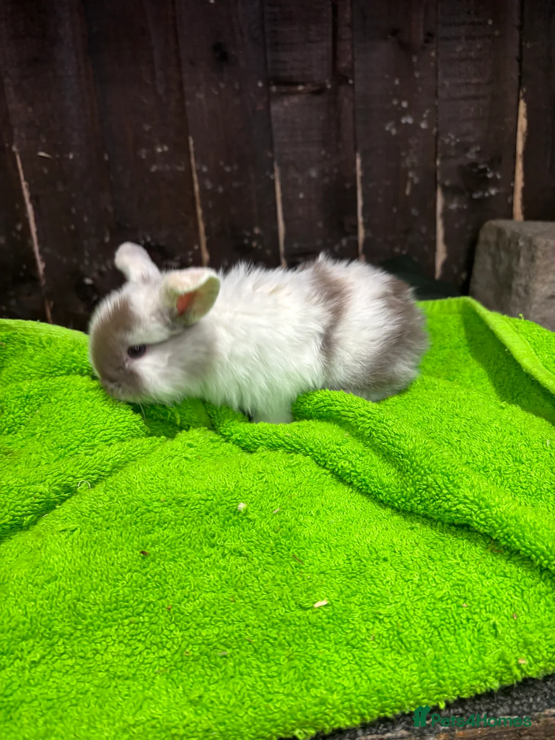 Mini Lop rabbits for sale: mini lop ear babies - Advert 12