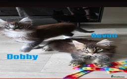 Maine Coon cats for sale: Affectionate Pure Breed Mainecoon Kittens - Image 8