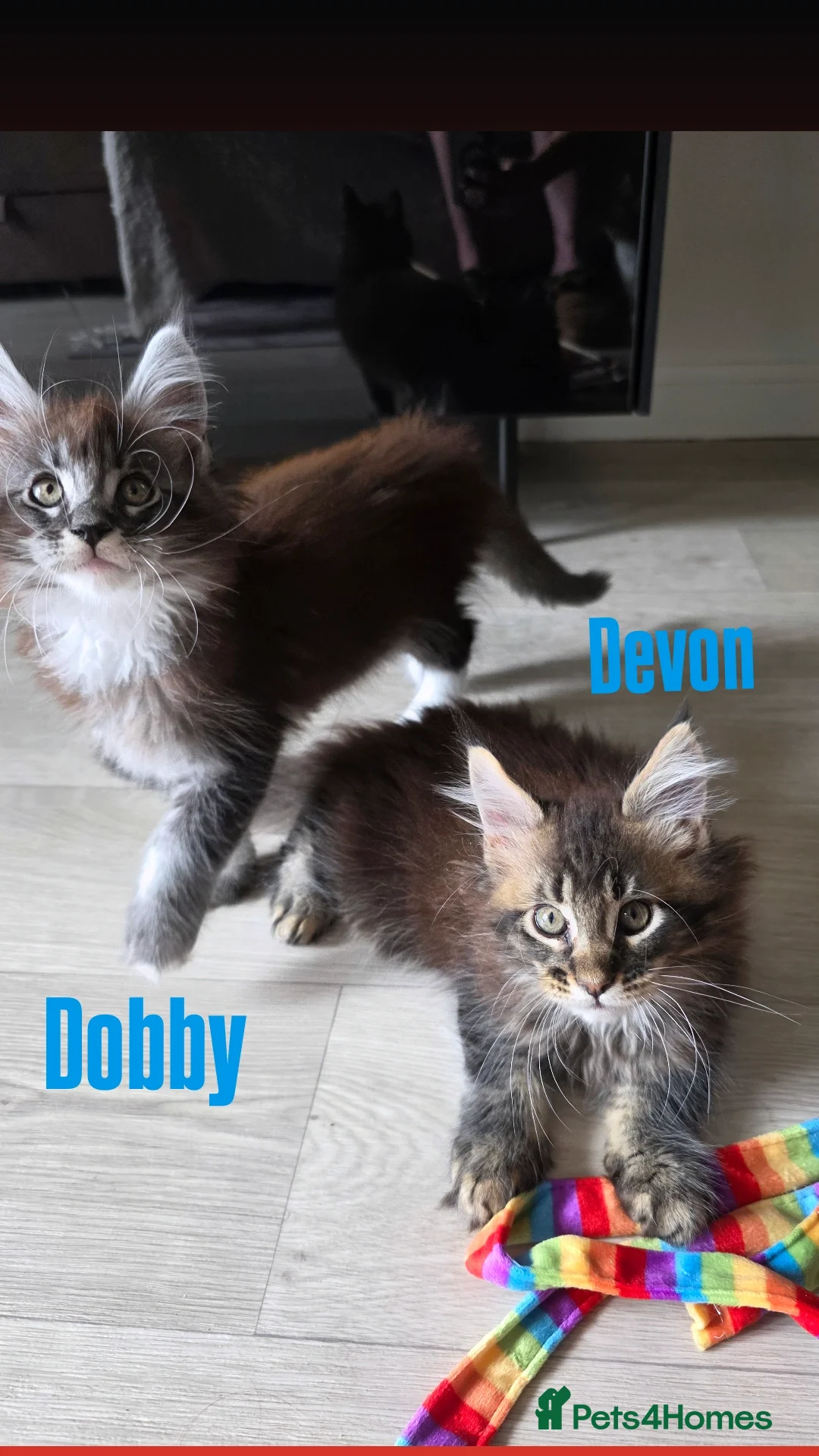 Maine Coon cats for sale: Affectionate Pure Breed Mainecoon Kittens - Image 8