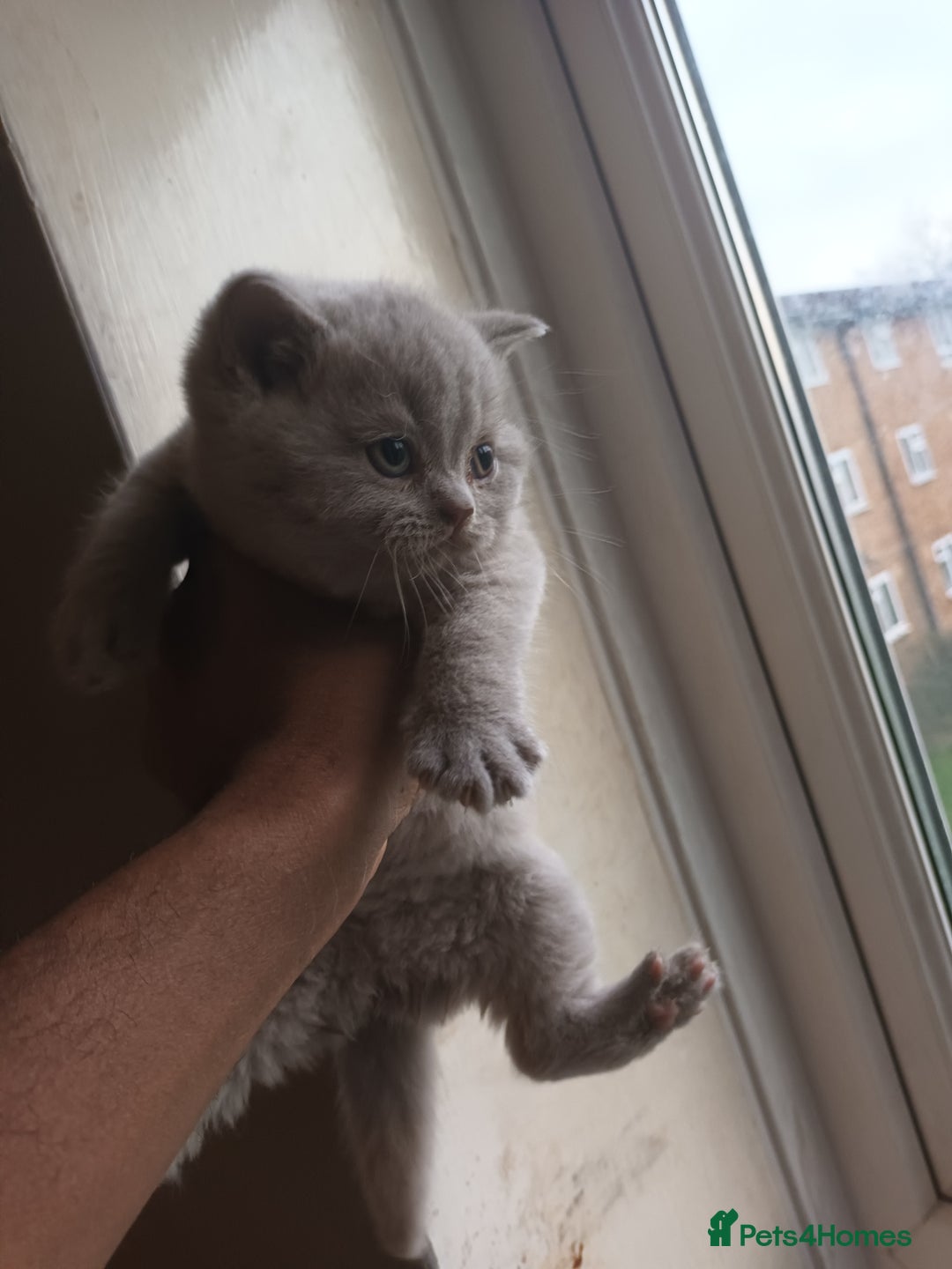 British Shorthair cats for sale: ONLY ONE FEMALE BRITISH SHORTHAIR LEFT - Advert 7