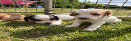 Cocker Spaniel dogs for sale: Working Cocker Spaniel Puppies - Advert 7