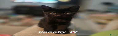 Spooky ( Black with white tuft) 
