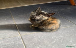 Mixed Breed cats for sale: Two girls and a boy Kuril bobtail mix - Image 2