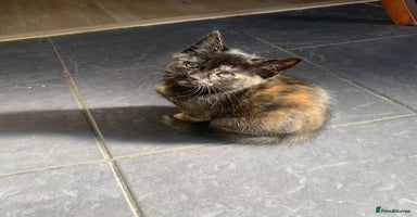 Mixed Breed cats - Advert 2