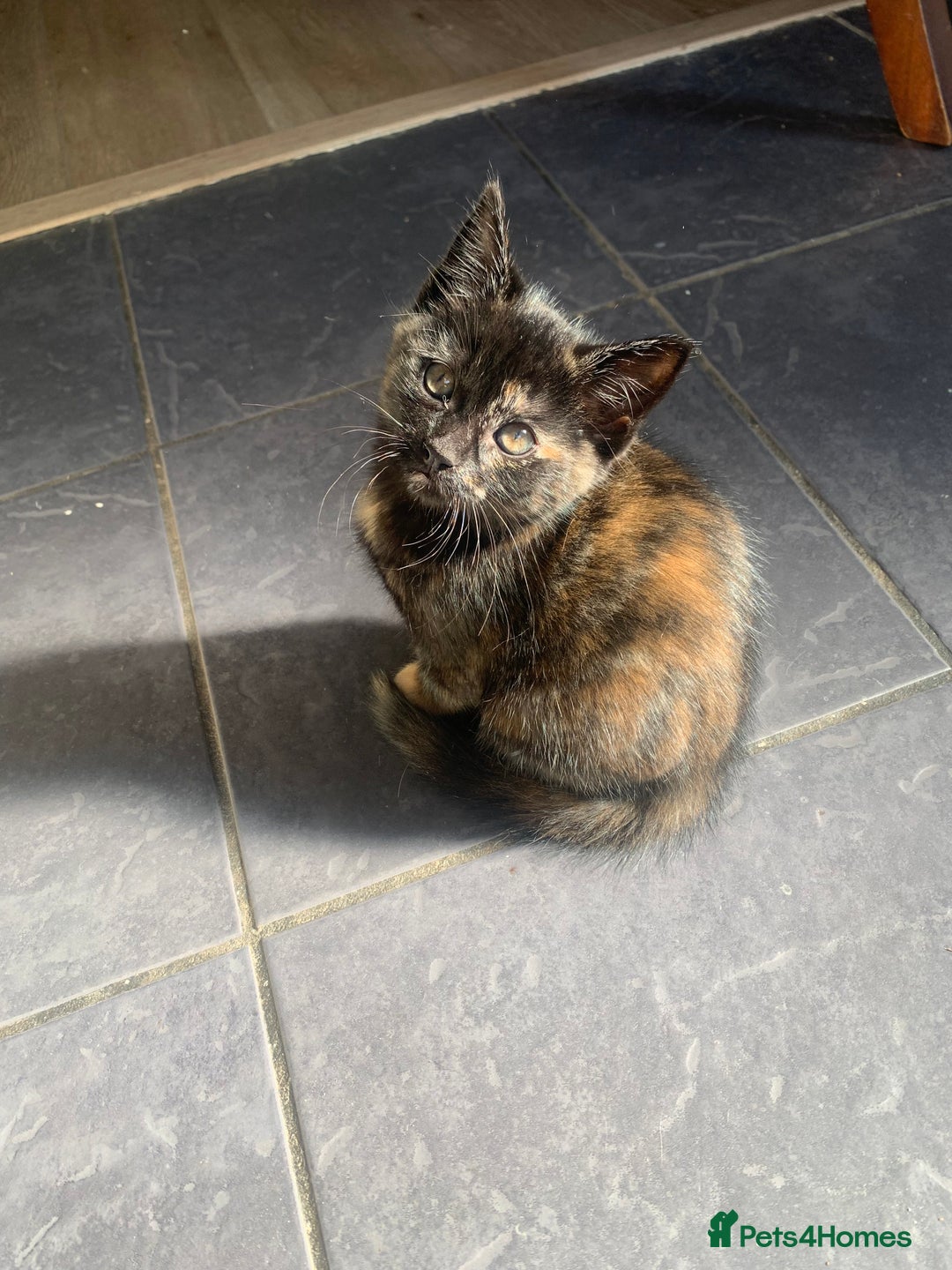 Mixed Breed cats for sale: Two girls and a boy Kuril bobtail mix - Image 2