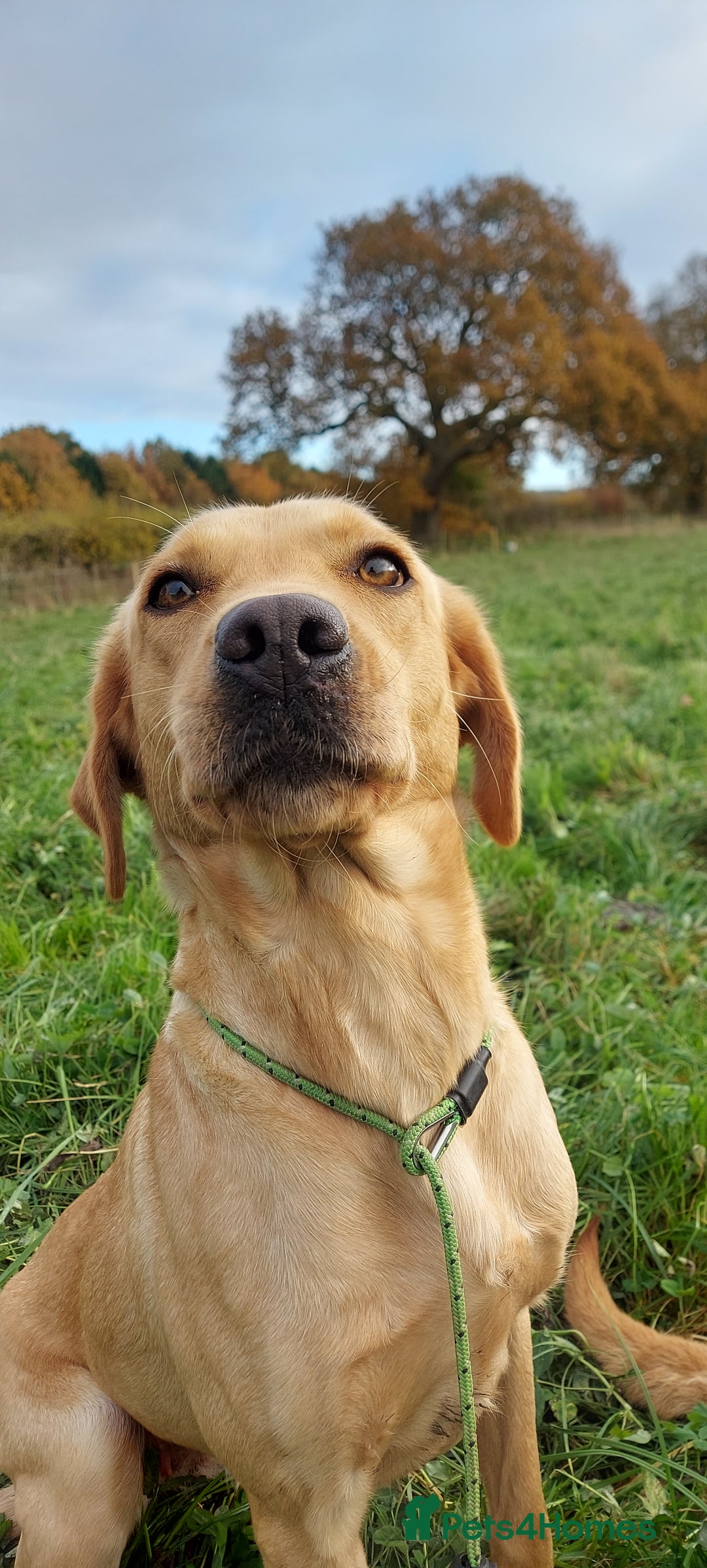 Labrador Retriever dogs for sale: YOUNG RED LABRADOR DOG NEEDS HOME  - Advert 3