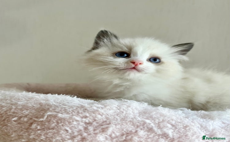 Ragdoll cats - Advert 2