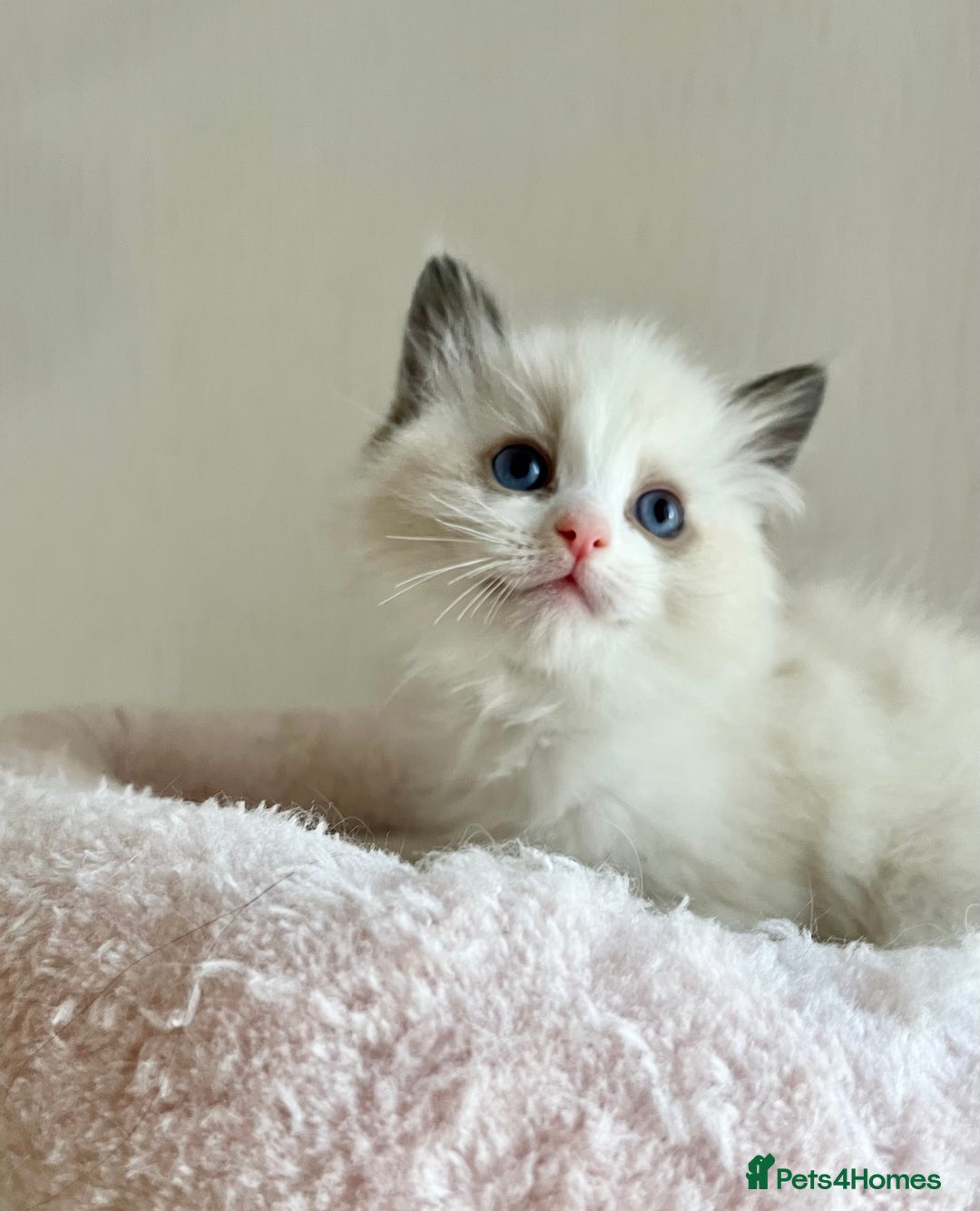 Ragdoll cats for sale: GCCF registered Ragdoll Kittens - Image 1