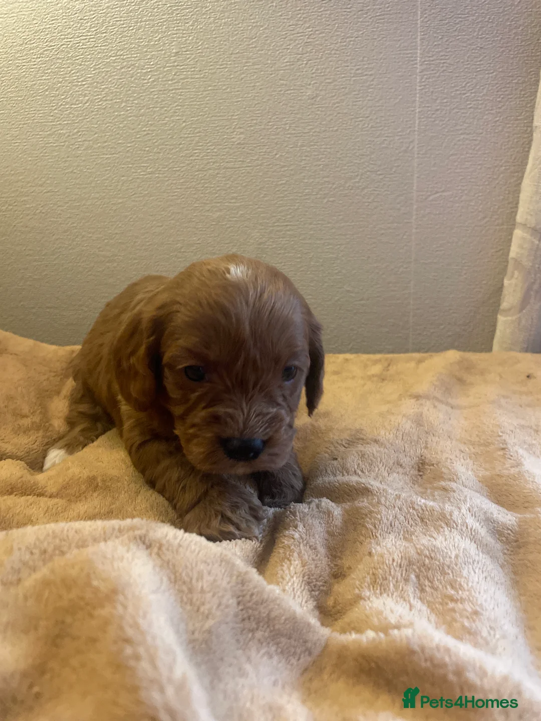 Cavapoo dogs for sale: Beautiful cavapoo puppies  - Advert 4