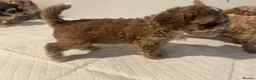 Cockapoo dogs for sale: 🌟 OUTSTANDING cockapoo puppies F1B 🌟 - Advert 16