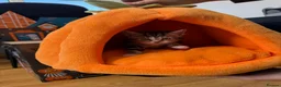 Mixed Breed cats for sale: Beautiful tabby kittens for sale  in Brighton - Advert 10