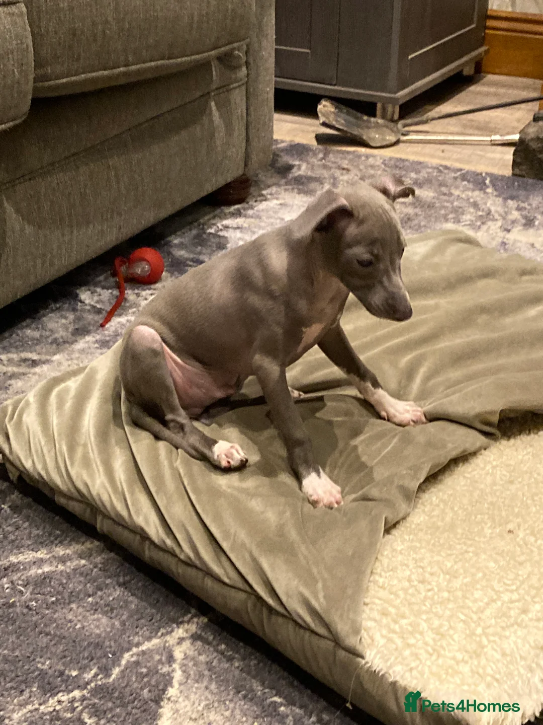 Italian Greyhound dogs for sale: Kennel club registered Italian greyhound puppies - Advert 13