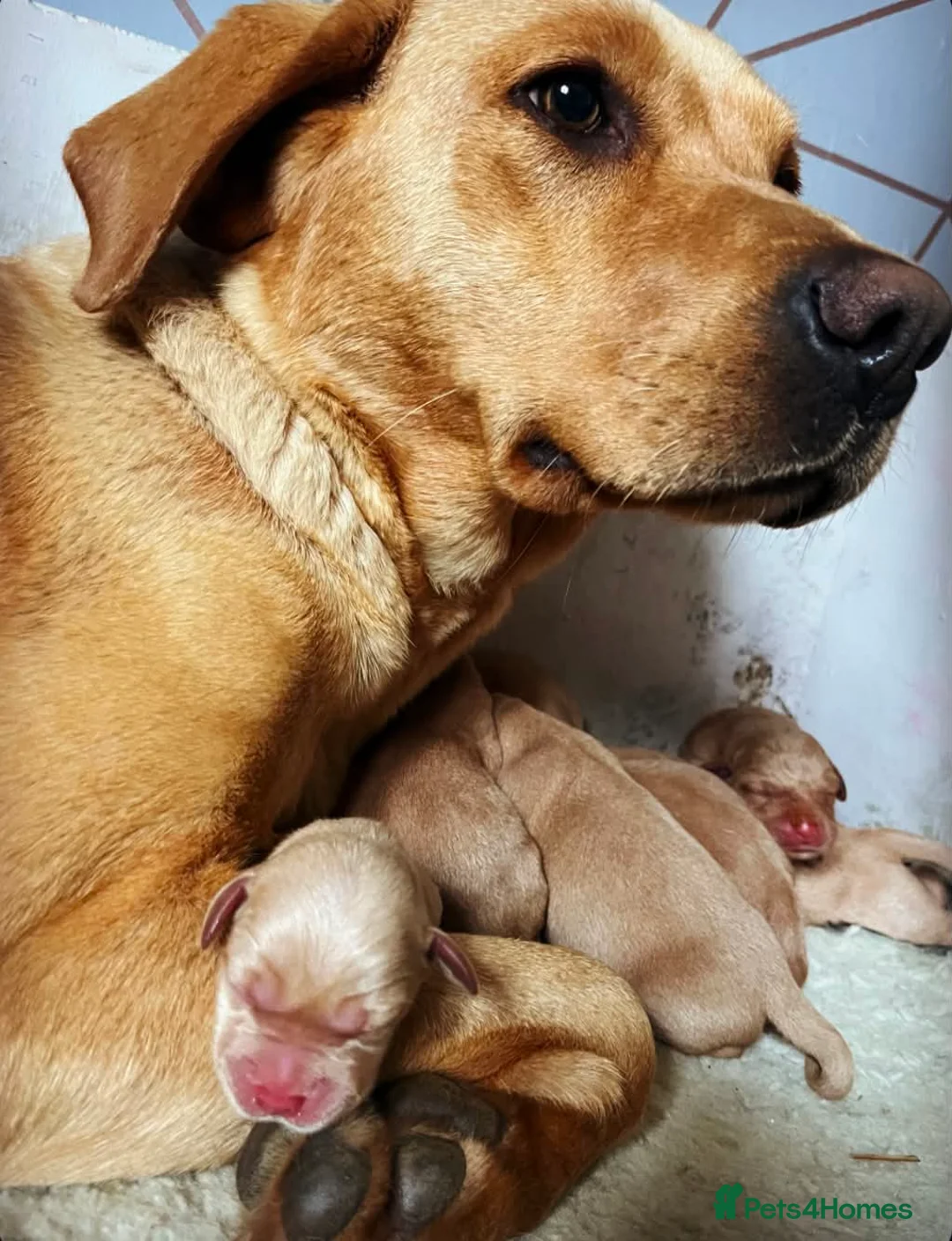 Labrador Retriever dogs for sale: 2 Fox Red Labs - Advert 2