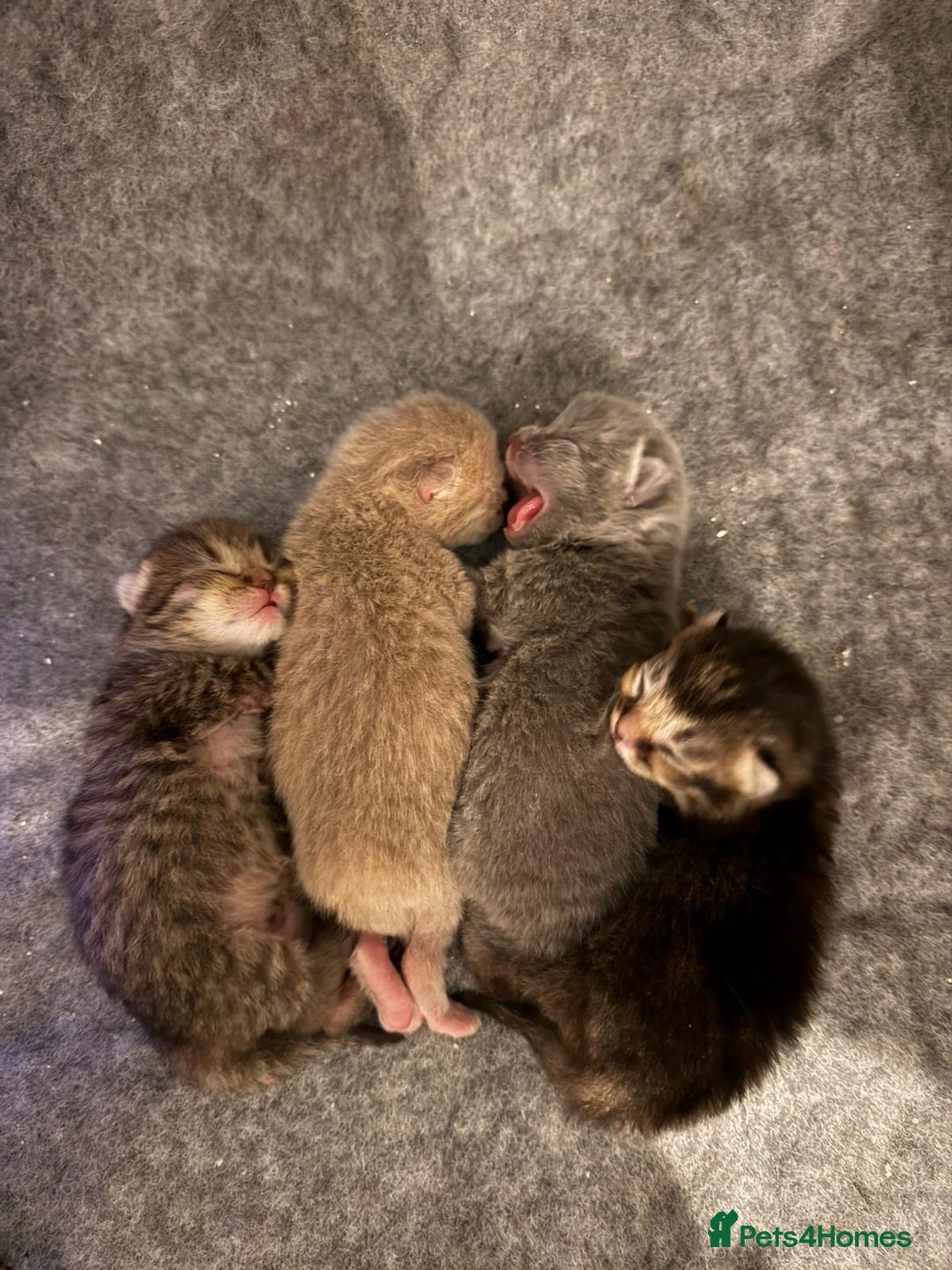British Shorthair cats for sale: British Shorthair GCCF Champion Kittens ✨ - Image 9