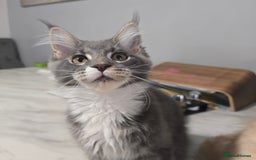 Maine Coon cats for sale: Ready now boys Mainecoon tica registered  - Image 4