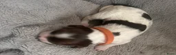 English Springer Spaniel dogs for sale: RKC English Springer Spaniel  - Advert 22
