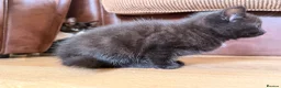 Mixed Breed cats for sale: Mane coon cross kittens  - Advert 10