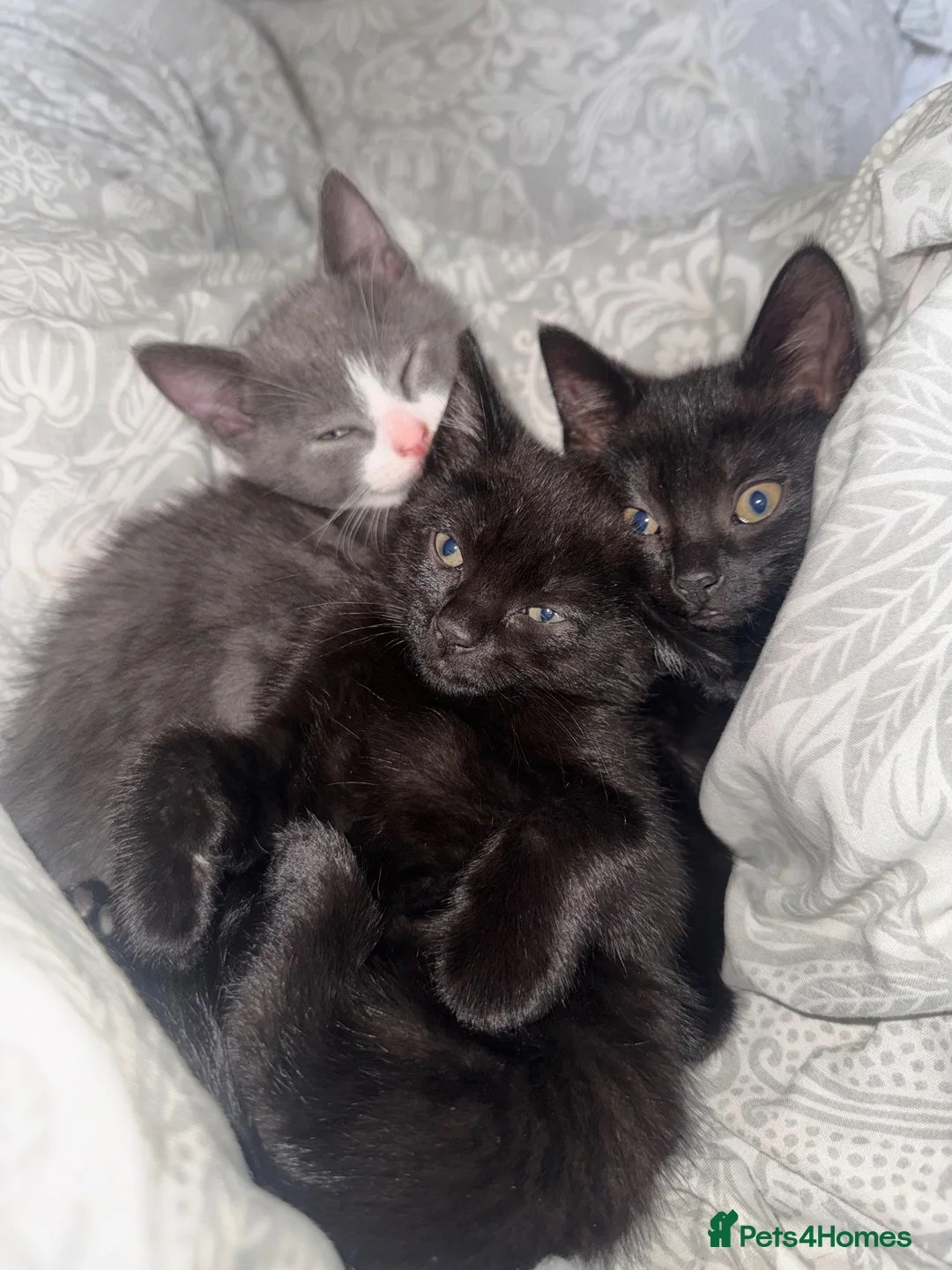 Mixed Breed cats for sale: BSH X Tabby adorable kittens - Advert 1
