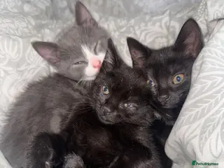 Mixed Breed cats BSH X Tabby adorable kittens - Advert 3