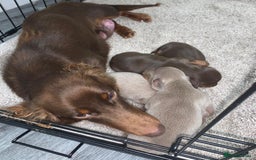 Miniature Dachshund dogs for sale: Miniature dachshund  - Advert 7