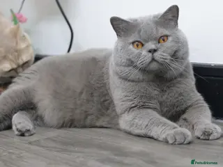 British Shorthair cats British Shorthair Blue Adult Male - Advert 2