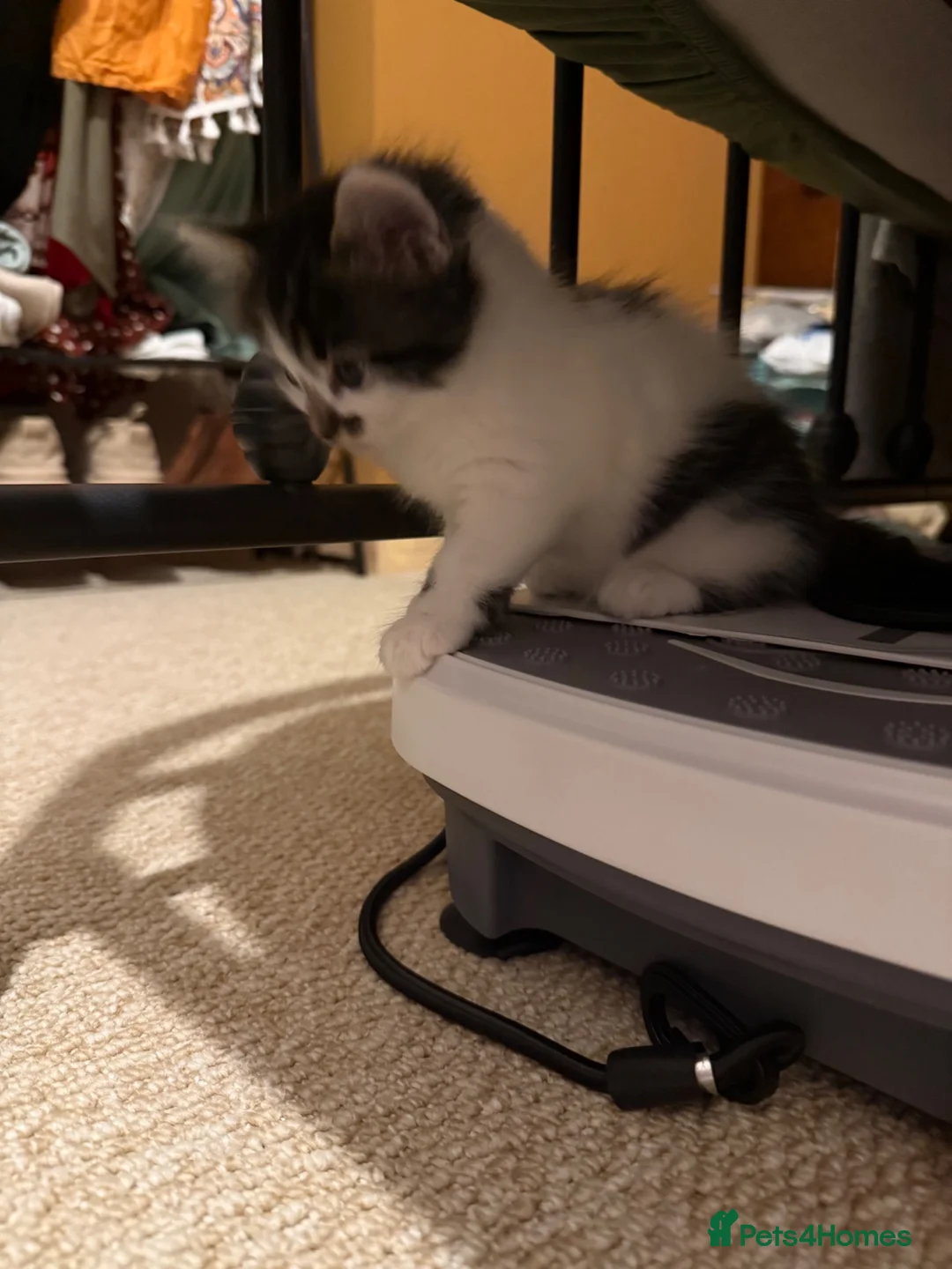 Mixed Breed cats for sale: Beautiful babies in Moreton-in-Marsh - Advert 5