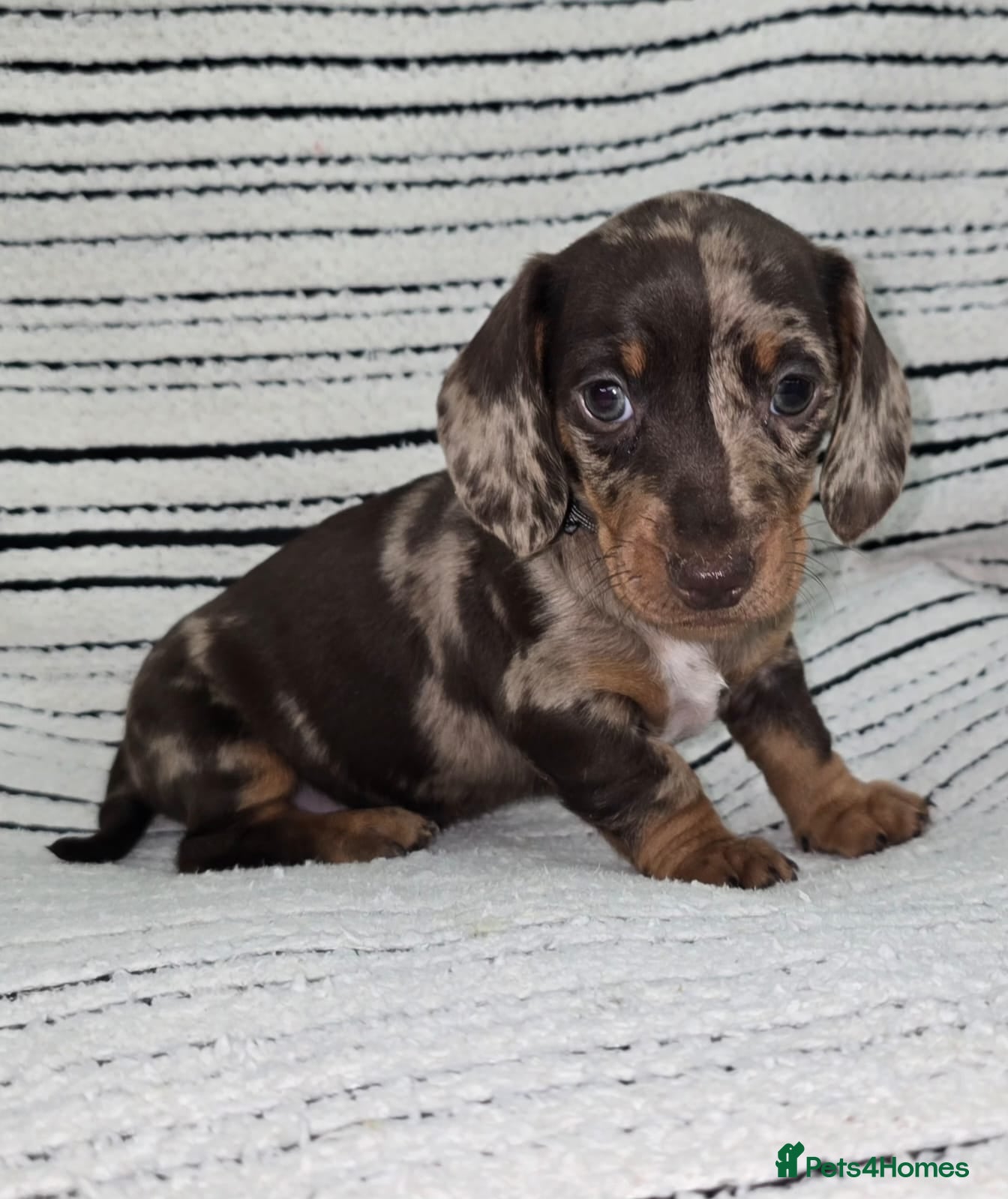 Dachshund dogs READY adorable mini smooth dachshund PRA clear   - Advert 5