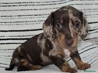 Dachshund dogs READY adorable mini smooth dachshund PRA clear - Advert 1