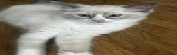 Ragdoll cats for sale: Beautiful pure Ragdolls Female and Male - Advert 11