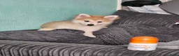Pomsky dogs for sale: Stunning Pomsky Puppies  in Worthing - Advert 14