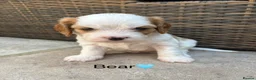 Cavapoochon dogs for sale: Beautiful Cavapoochon puppies - Advert 10