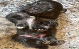 Pomeranian dogs for sale: Lovely boy pup available to good home only - Image 7