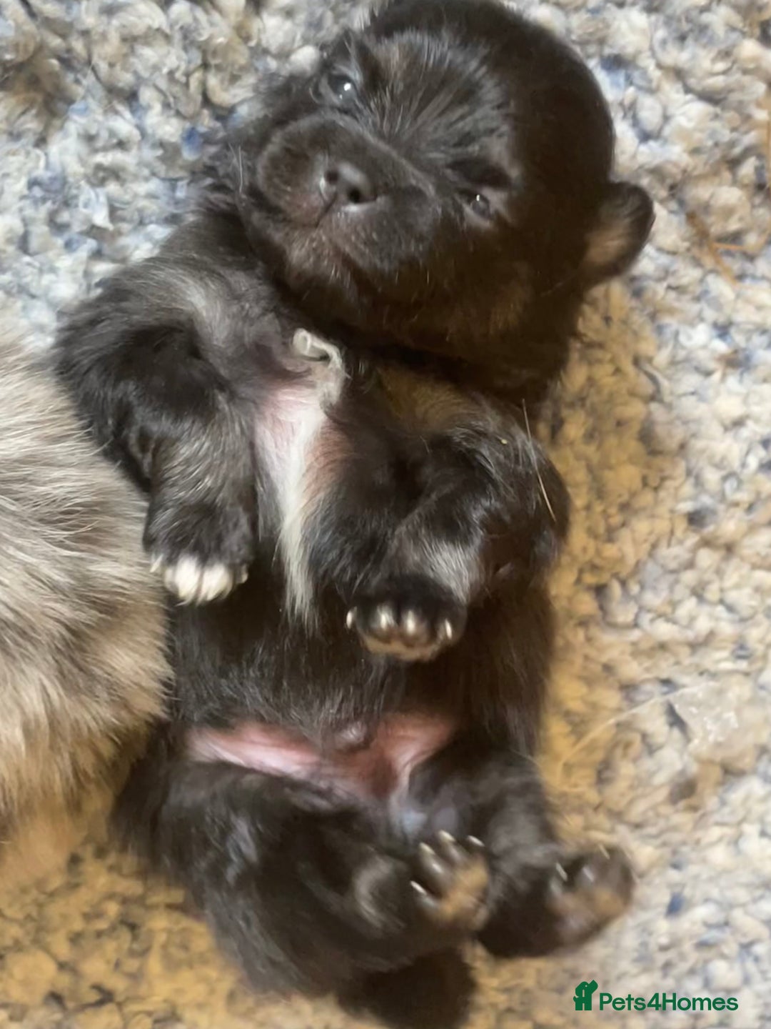 Pomeranian dogs for sale: Lovely boy pup available to good home only - Image 7