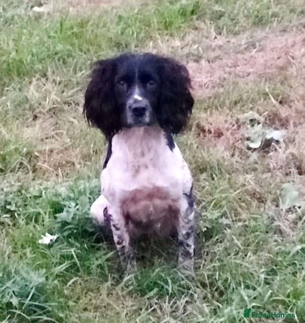 English Springer Spaniel dogs Stunning KC registered ESS from working stock - Advert 2