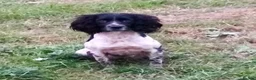 English Springer Spaniel dogs for sale: Stunning KC registered ESS from working stock - Advert 2