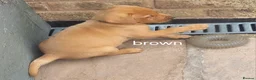 Labrador Retriever dogs for sale: 3 Fox Red girl puppies left.Available from 10/7/26 - Advert 24