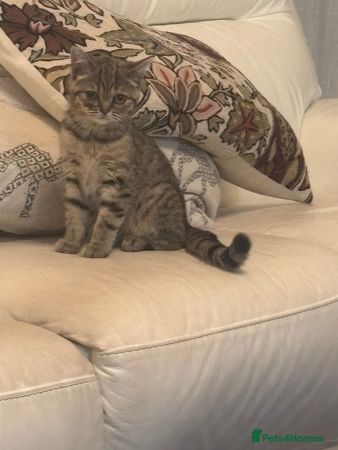 Scottish Fold cats for sale: Pure bred Scottish fold/straight - Advert 2