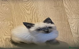 British Shorthair cats for sale: Gorgeous Pure British Shorthaired Kittens  - Image 7