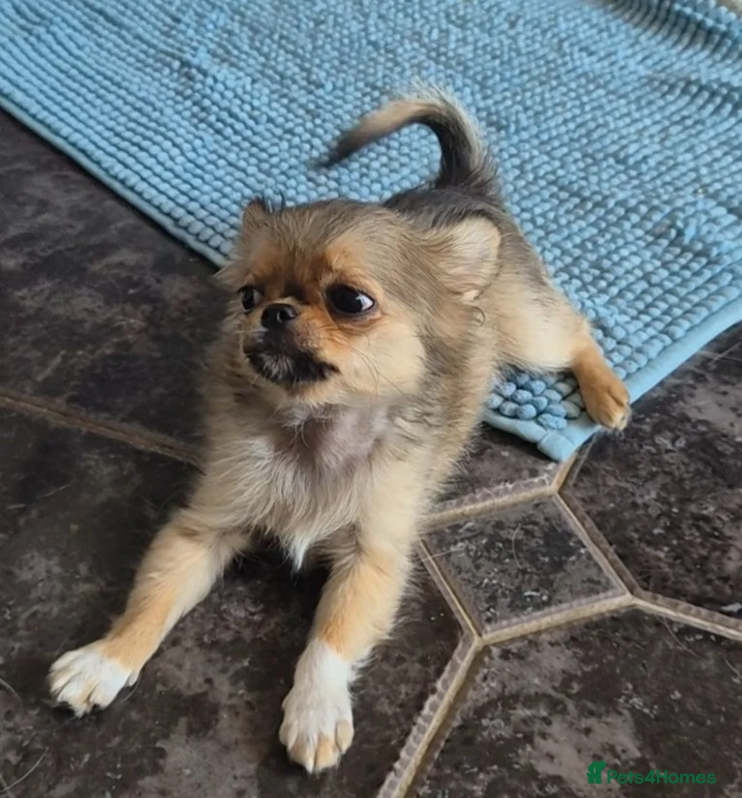 Chihuahua dogs for sale: Beautiful long haired chihuahua girl  - Advert 1