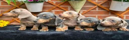 Miniature Dachshund dogs for sale: READY NOW FULLY VAX MINI 4 BOYS KC REG PRA CLEAR - Advert 3