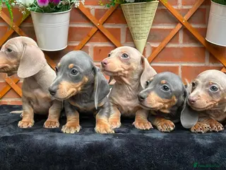 Miniature Dachshund dogs READY NOW RAINBOW MINIS KC REG PRA CLR - Advert 1