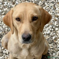 Labrador Retriever dogs 🧡 Pale Fox Red Yellow Labrador Puppies 💛 - Advert 9
