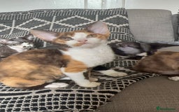 Devon Rex cats for sale: 1 girl left Devon Rex Kittens – Exceptional Type  in Stamford - Image 28