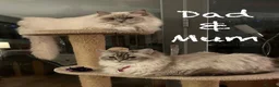 Ragdoll cats for sale: 3 Lilac Blue Ragdoll Little Girls 9wks old  in Colchester - Advert 3