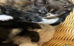 British Shorthair cats for sale: Gorgeous friendly kittens - Image 14