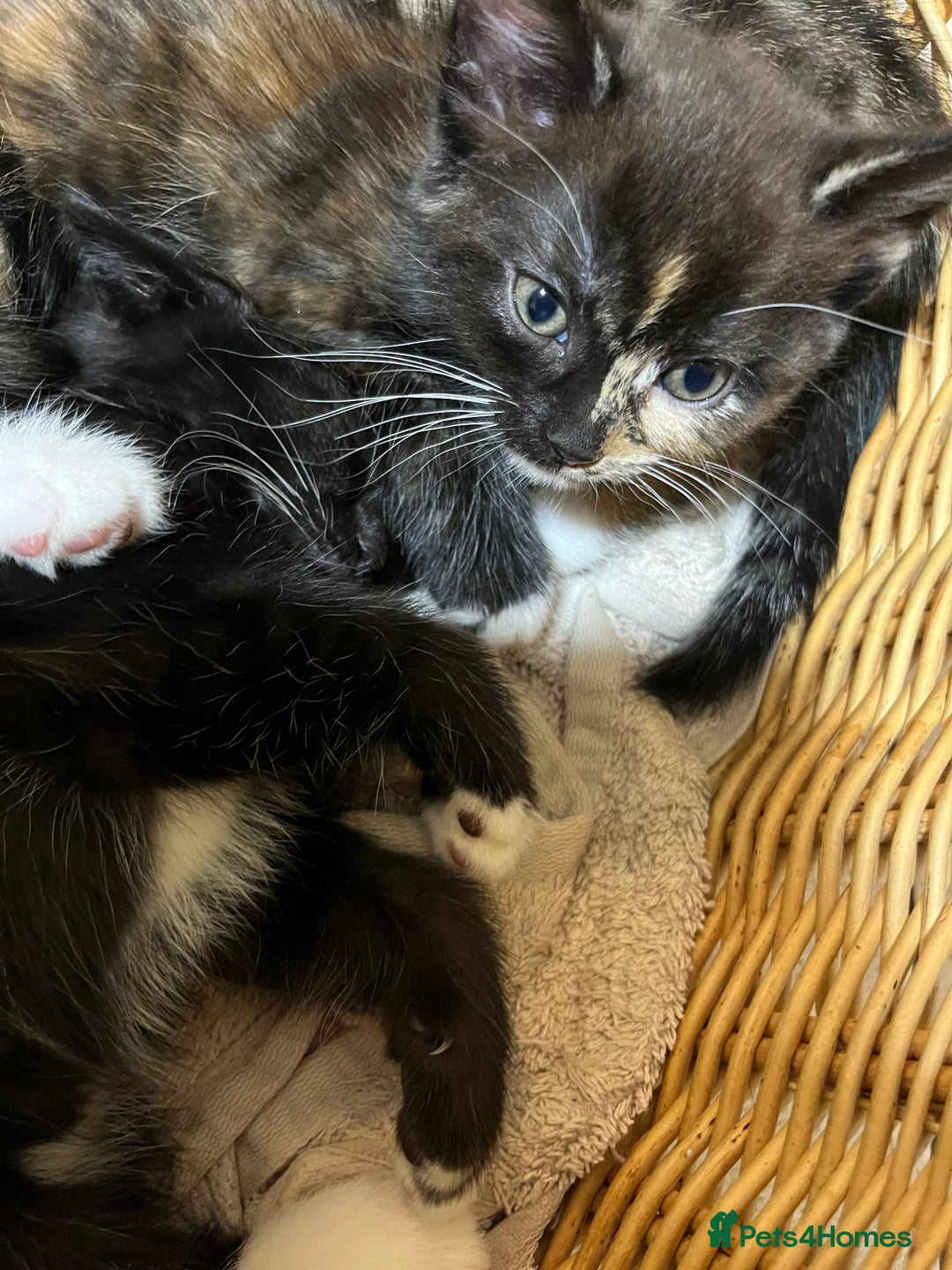 British Shorthair cats for sale: Gorgeous friendly kittens - Image 14