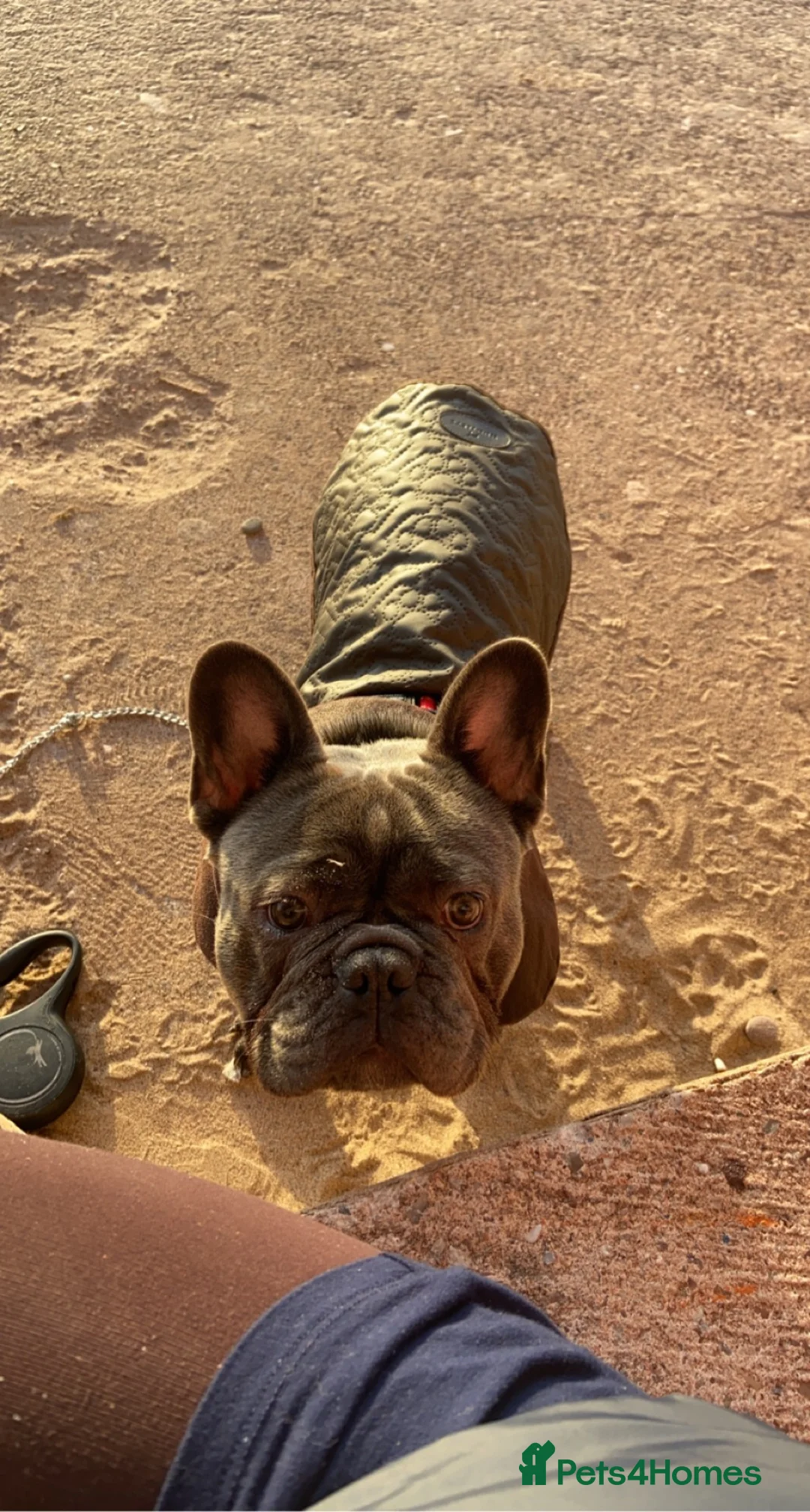French Bulldog dogs for sale: 3 year old French bulldog - Bode  - Advert 8