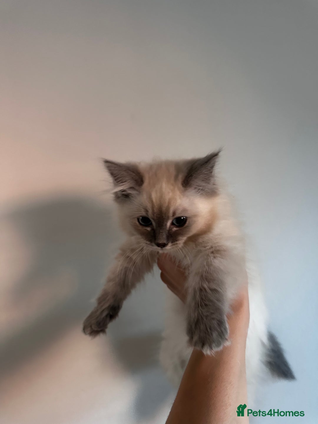 Ragdoll cats for sale: 🤎Beautiful Ragdoll BOY 🤎  - Advert 2
