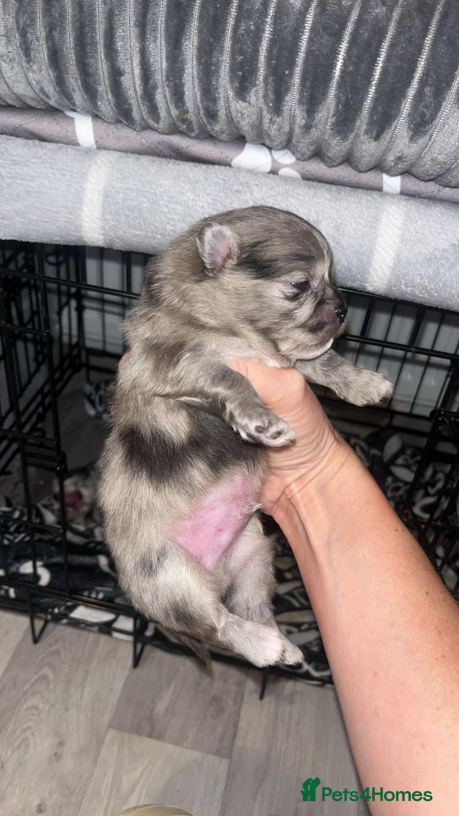 Pomeranian dogs Pomeranian pups  - Advert 11