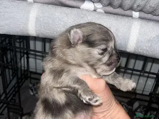 Pomeranian dogs Pomeranian pups - Advert 11